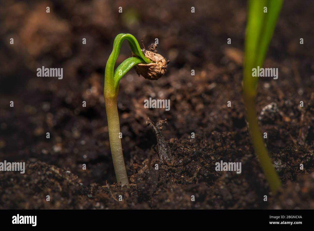 A Spinach seed begins to grow Stock Photo Alamy