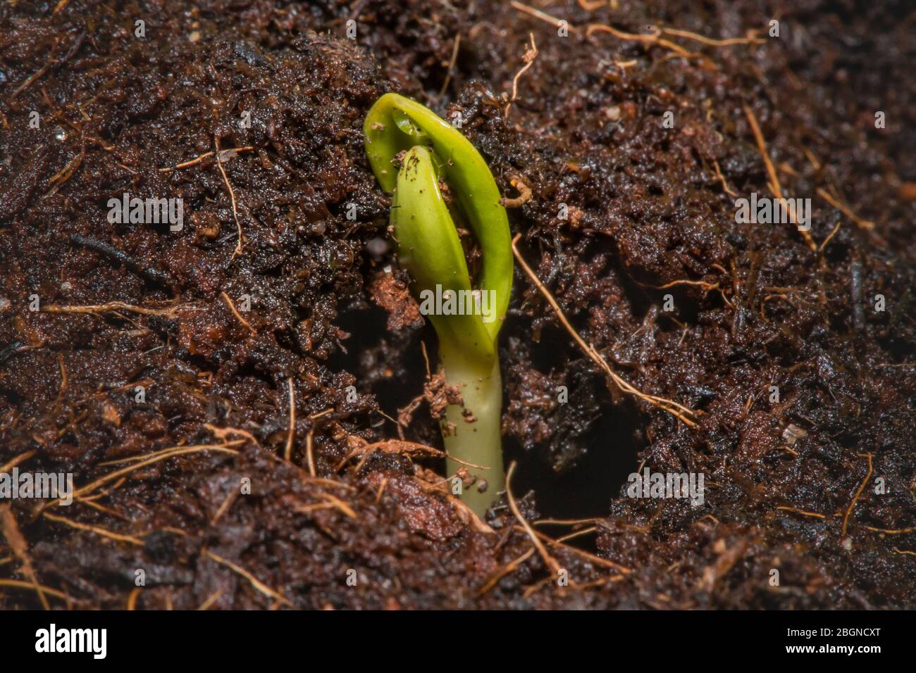 A sunflower seed begins to grow Stock Photo