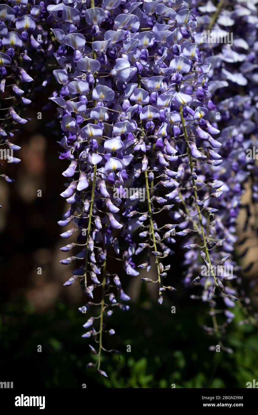 Close up Of A Wisteria Flower, London, England. Stock Photo