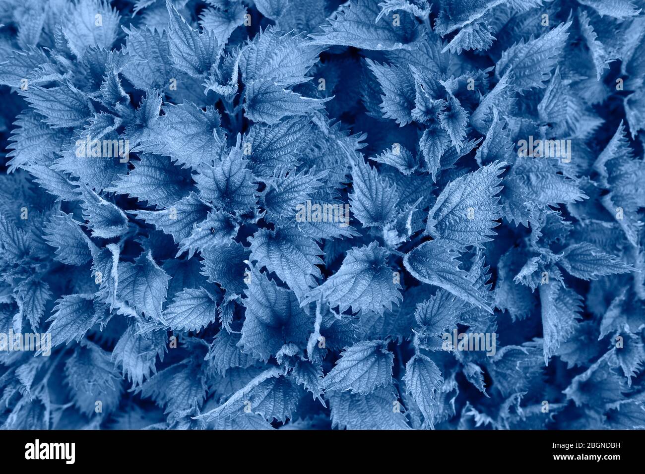 Macro Photo of a plant nettle in color Pantone classic blue 2020. Color of the year. Stock Photo