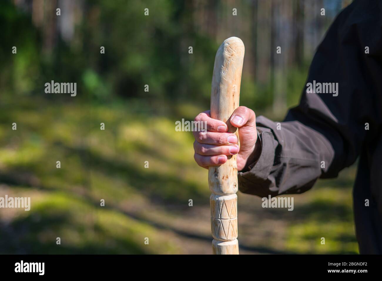 Close up of man holding a walking stick in the forest. Hand made wooden walking pole in hand of walker on a sunny day Stock Photo