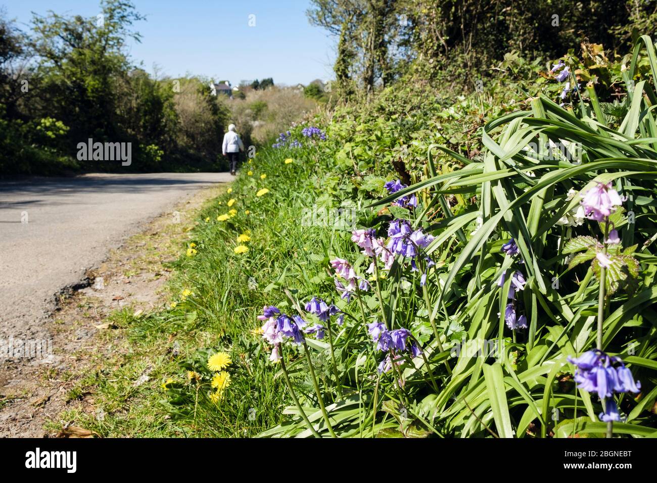 Wildflowers growing on roadside hi-res stock photography and images - Alamy