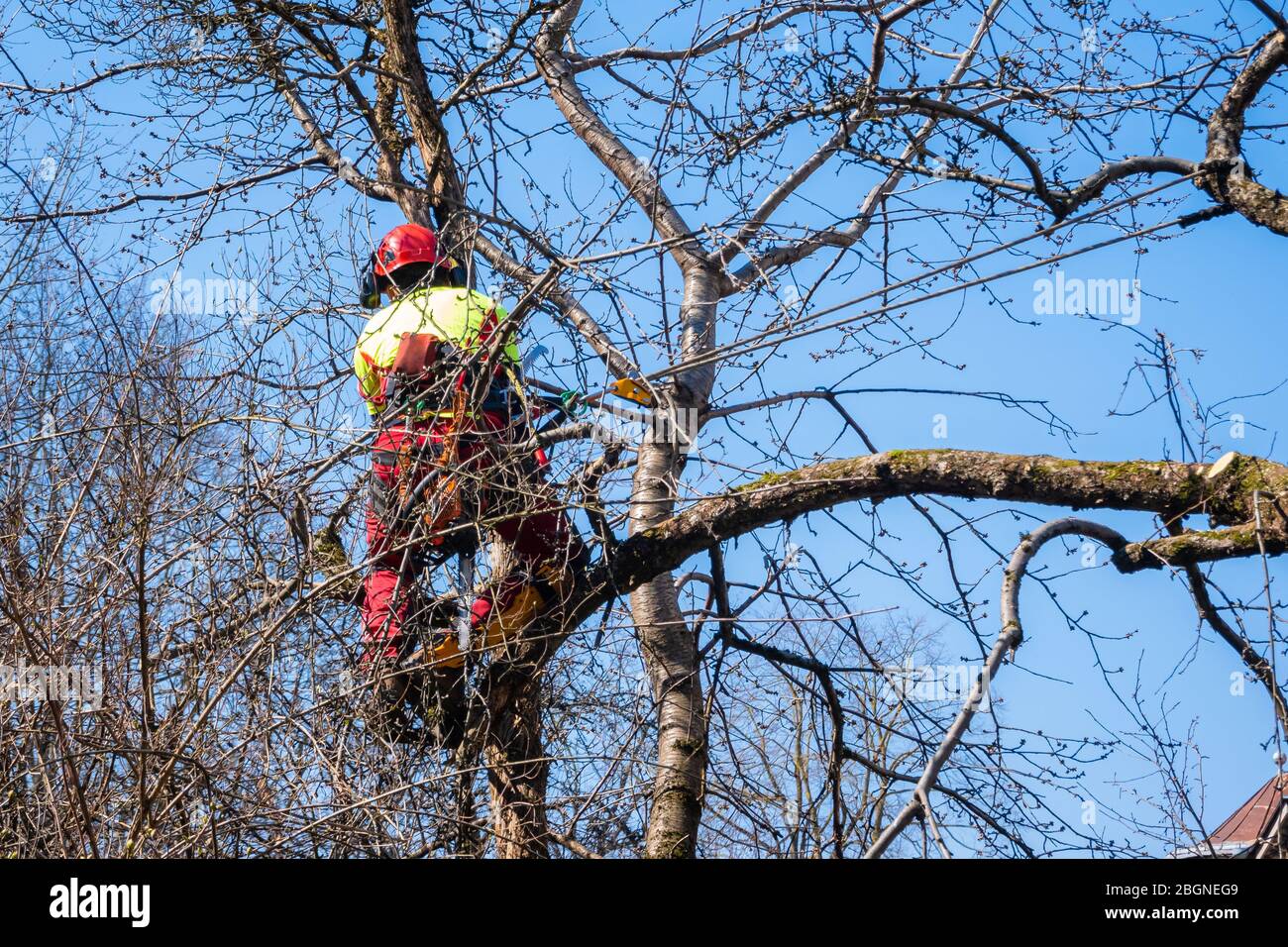 Man pruning tree tops using a saw. Lumberjack wearing protection gear and sawing branches after storm in the city. High risk job Stock Photo