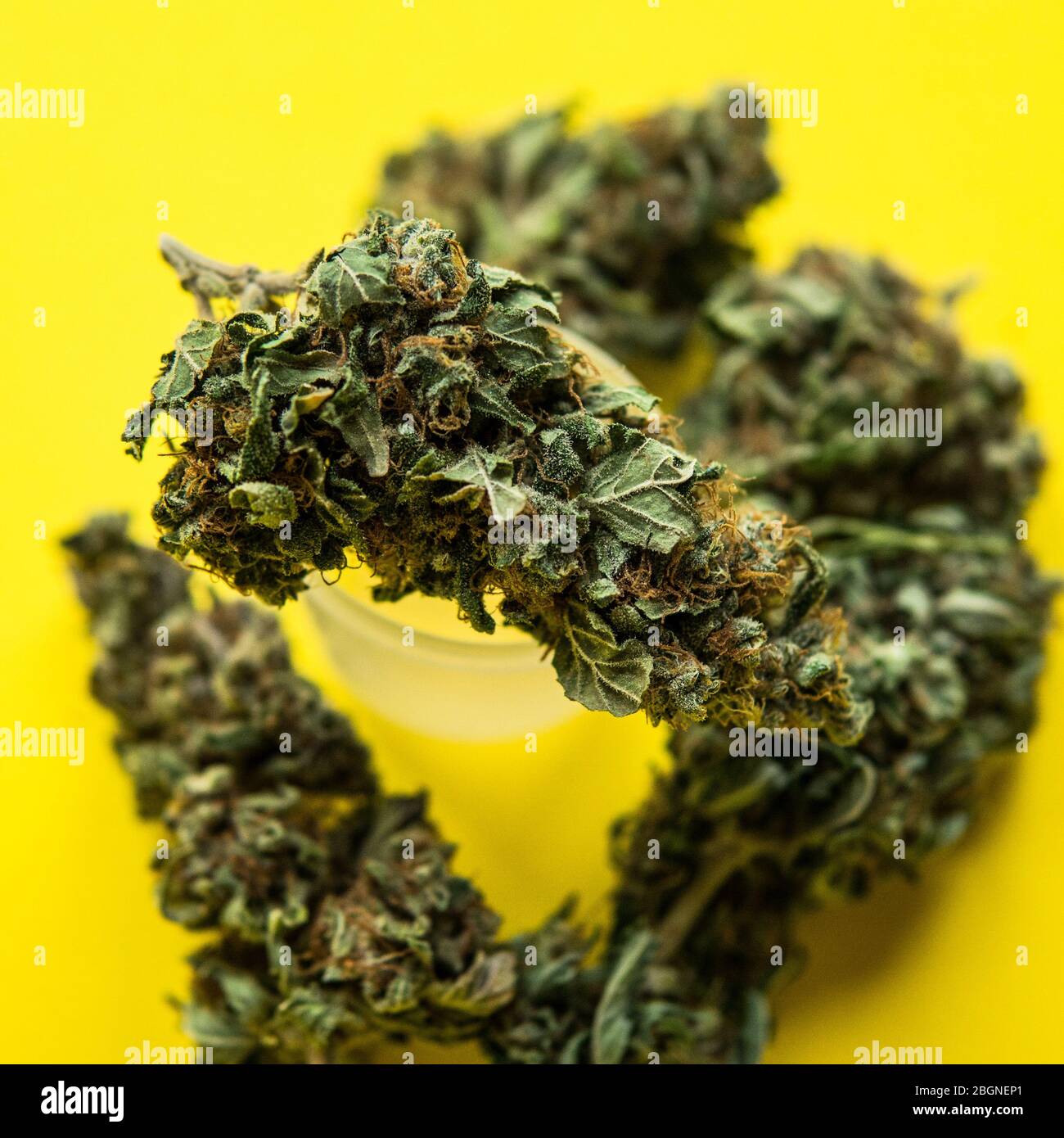 Flower buds male marijuana cannabis hi-res stock photography and images ...