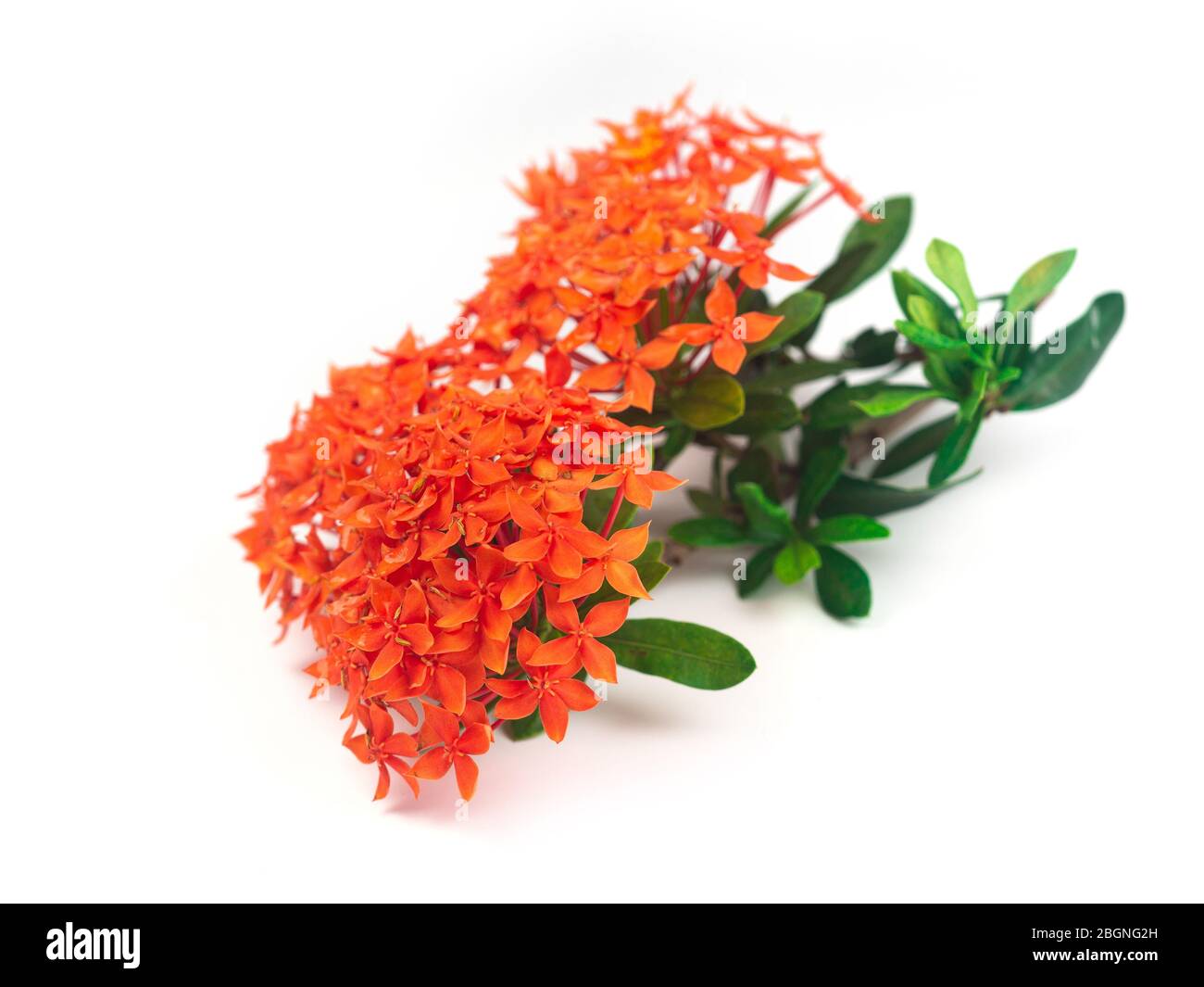 Rubiaceae flower isolate on white background. Ixora coccinea flower blossom in a garden. Red spike flower. red flowers Stock Photo