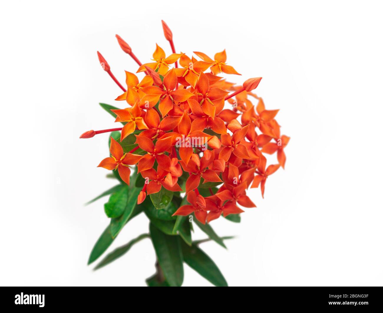 Rubiaceae flower isolate on white background. Ixora coccinea flower blossom in a garden. Red spike flower. red flowers Stock Photo