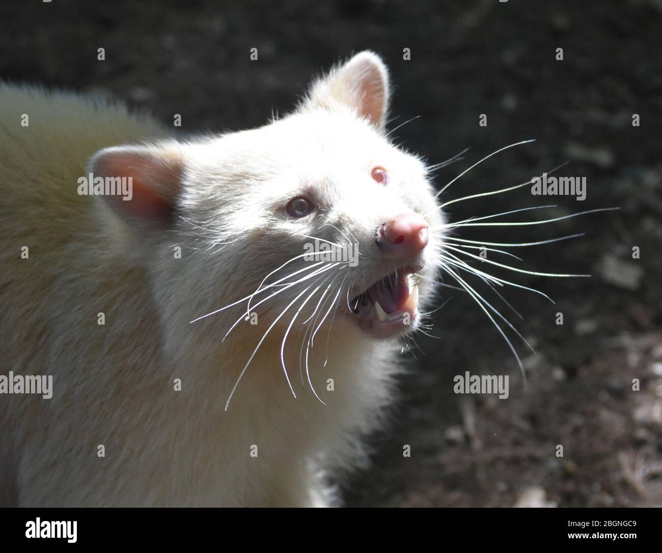 Rare up close look at an albino raccoon Stock Photo - Alamy