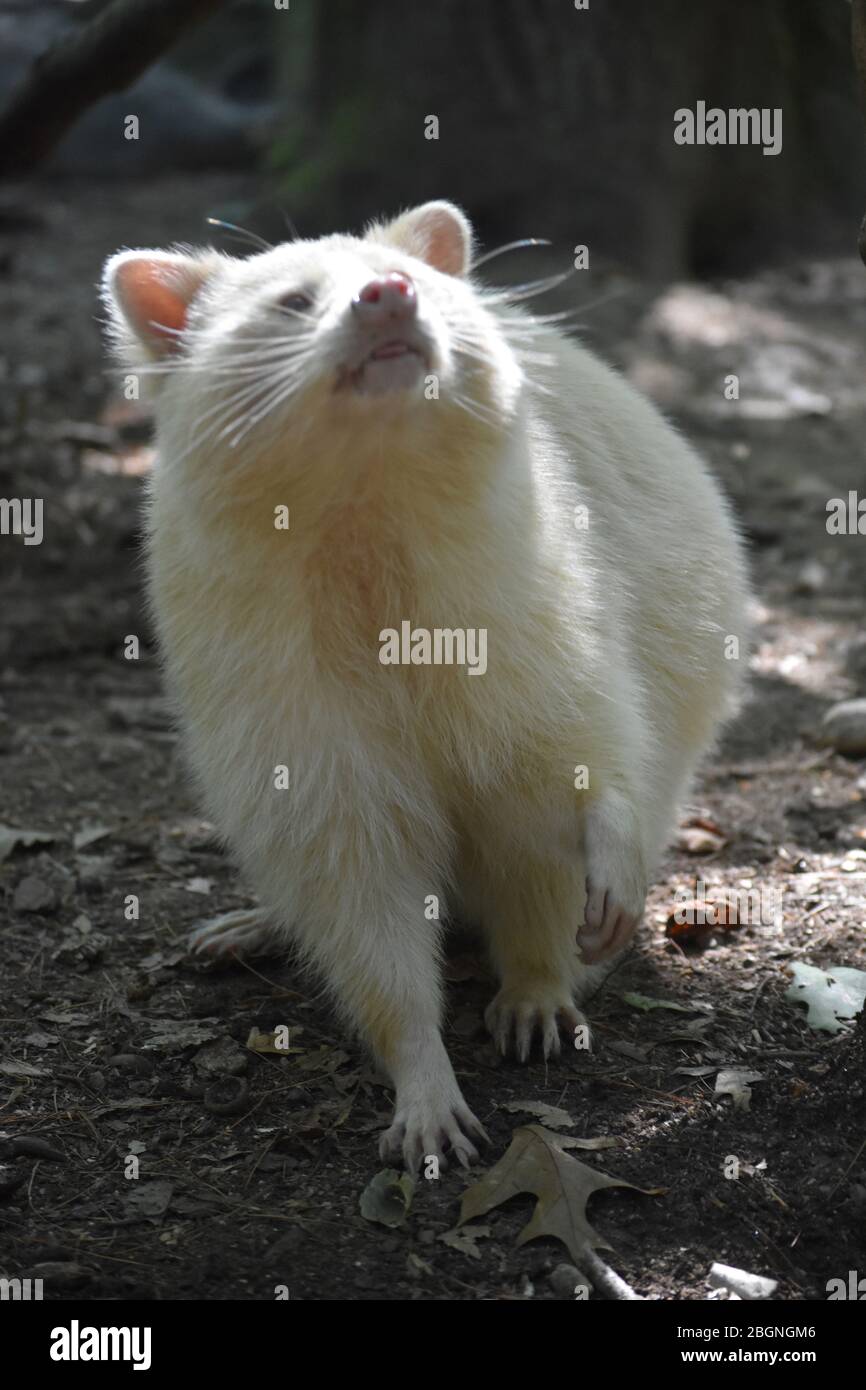 Sweet Albino Raccoon With A Pink Nose And Ears Stock Photo Alamy sweet-albino-raccoon-with-a-pink-nose-and-ears-stock-photo-alamy
