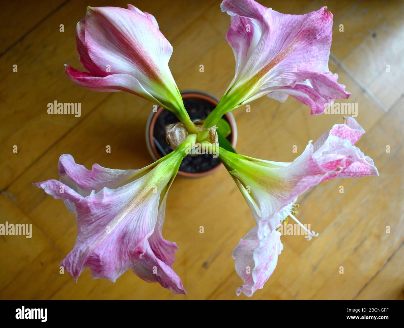 Amaryllis lily is a sure bloomer for 10 months out of the year. Four on stem soft striped pink blooms Plant should be kept away from pets and children Stock Photo