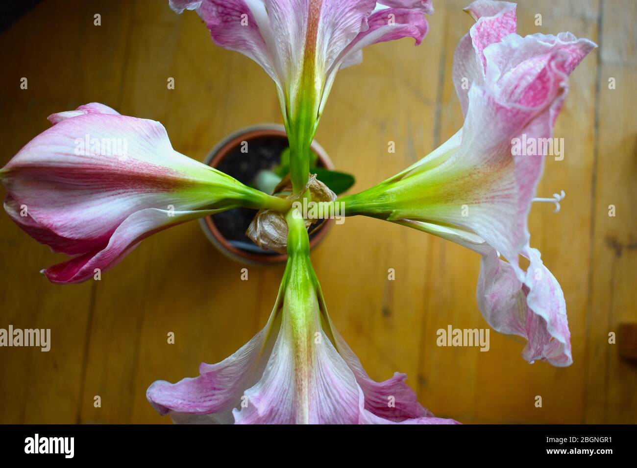 Amaryllis blossom from above Indoor bulbous plant with broad flower three inner petals and same number outer sepals Hollow stem has narrow flat leaves Stock Photo