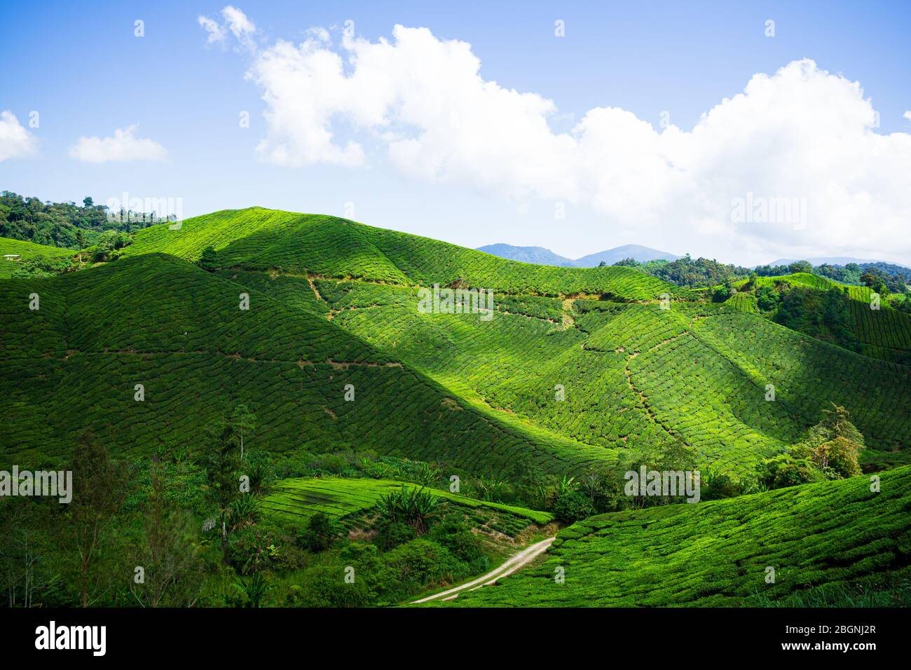 The Boh Tea Company was founded in 1929 and is one of the famous tea brands in Malaysia. One of the highlights scenic spot in Cameron Highlands. Stock Photo