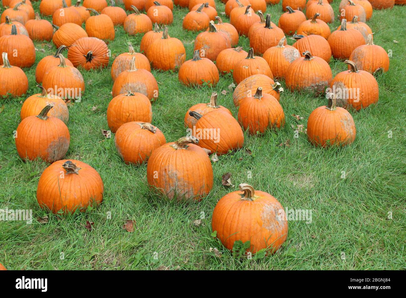 Several sizes and shapes of pumpkins harvested from the patch where they were farmed for the autumn holidays. Stock Photo