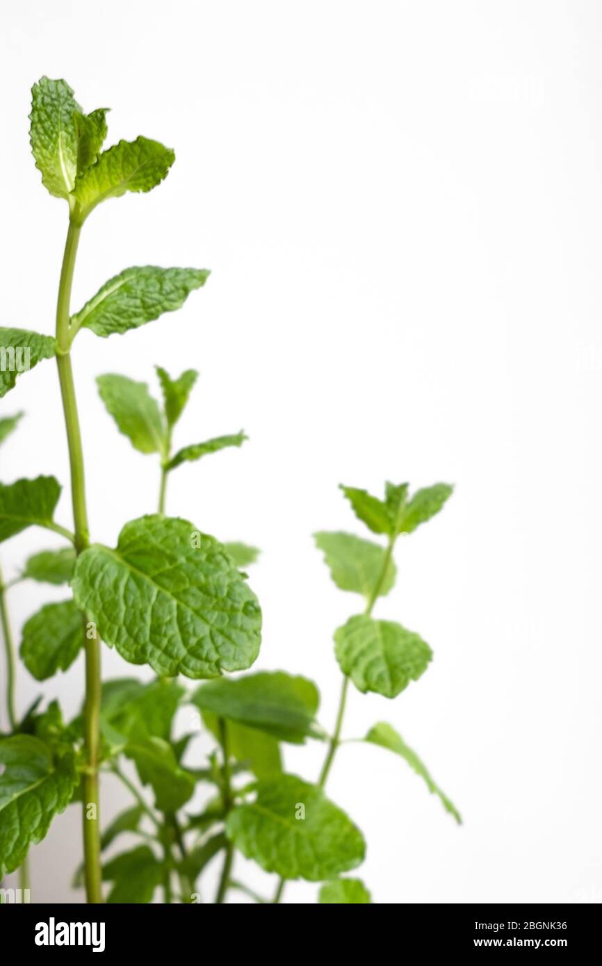 Mint plant on a white background Stock Photo Alamy