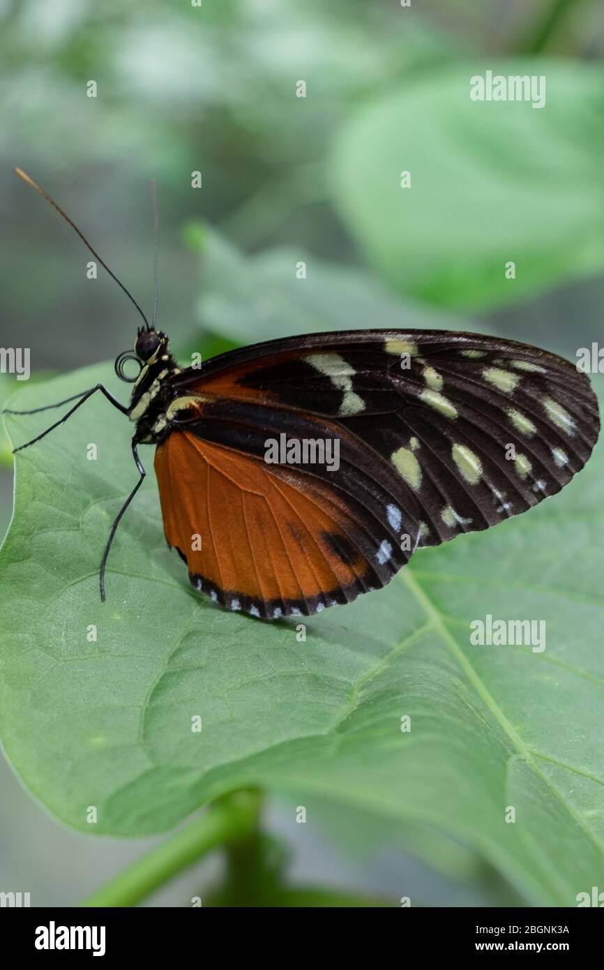 Side view of Heliconius hecale butterfly, the tiger longwing on a green leaf Stock Photo