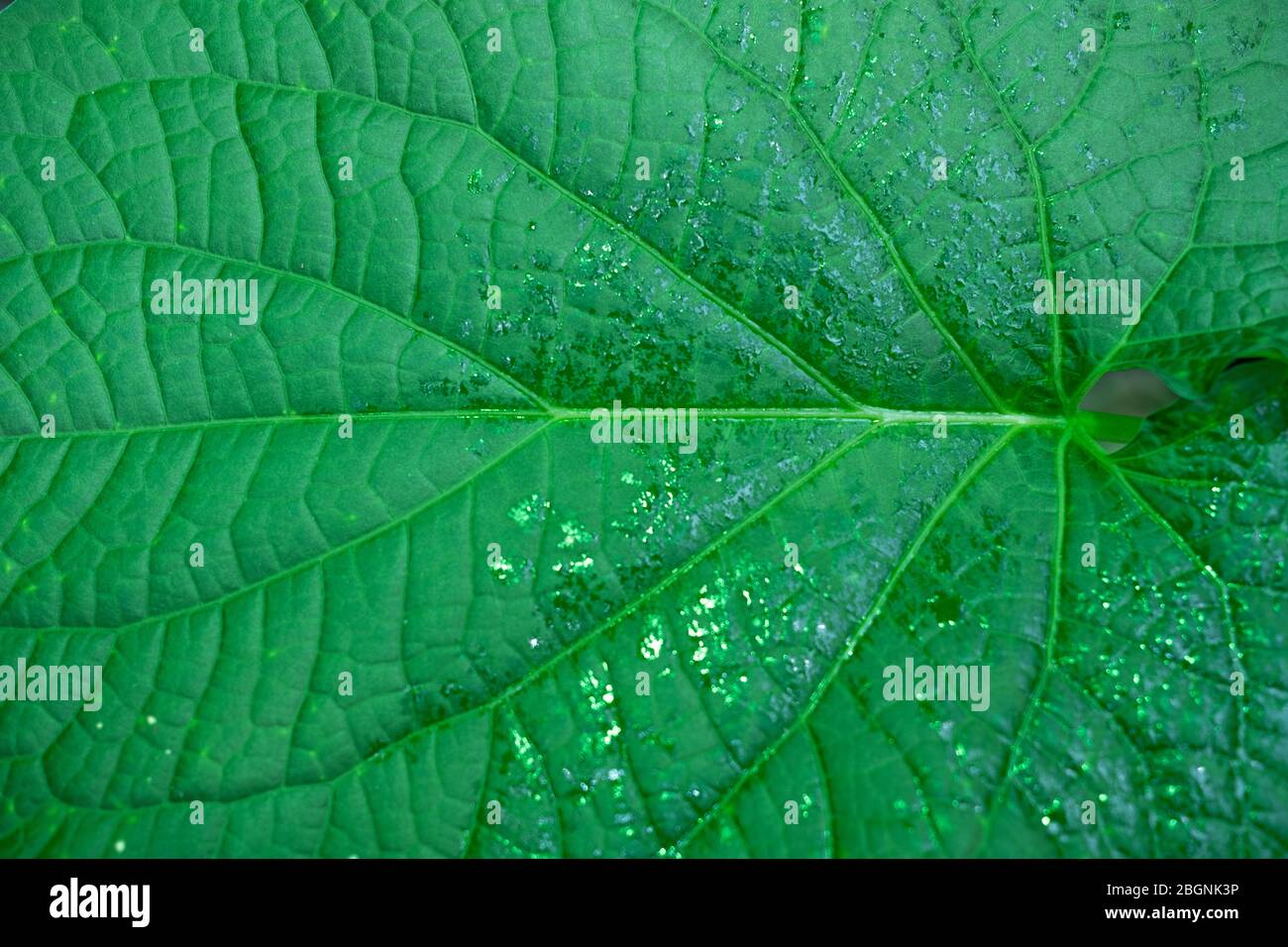 Close up on glittering green leaf Stock Photo