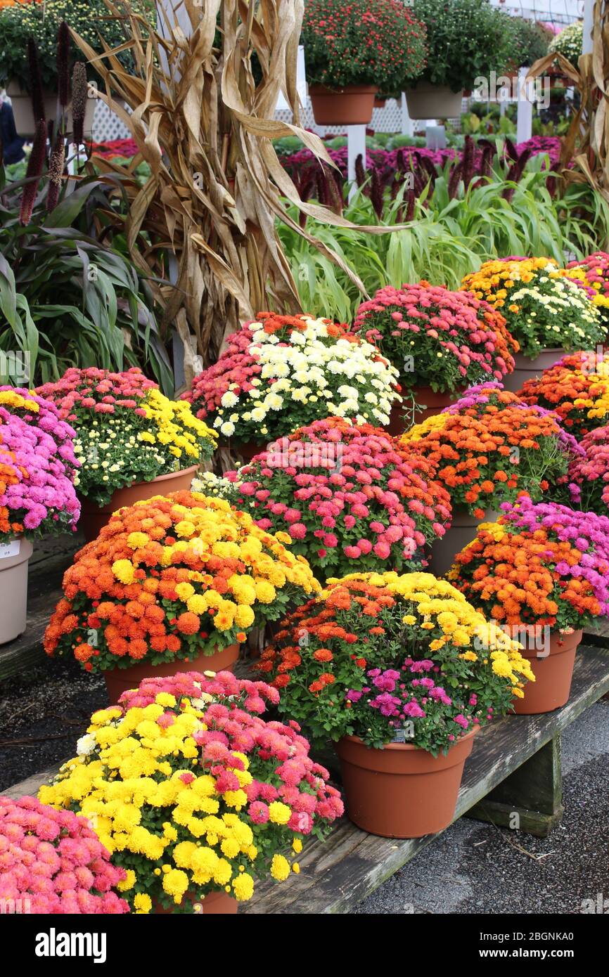 Vertical image of potted plants, flowers, and cornstalks in bright and colorful varieties growing and on display at local gardening nursery. Stock Photo