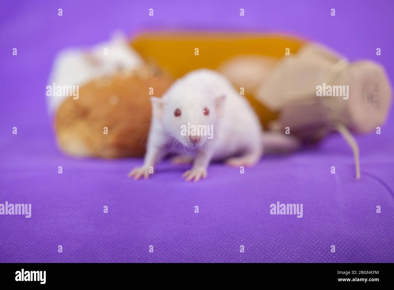 Rats on a purple background. Furry mice Stock Photo