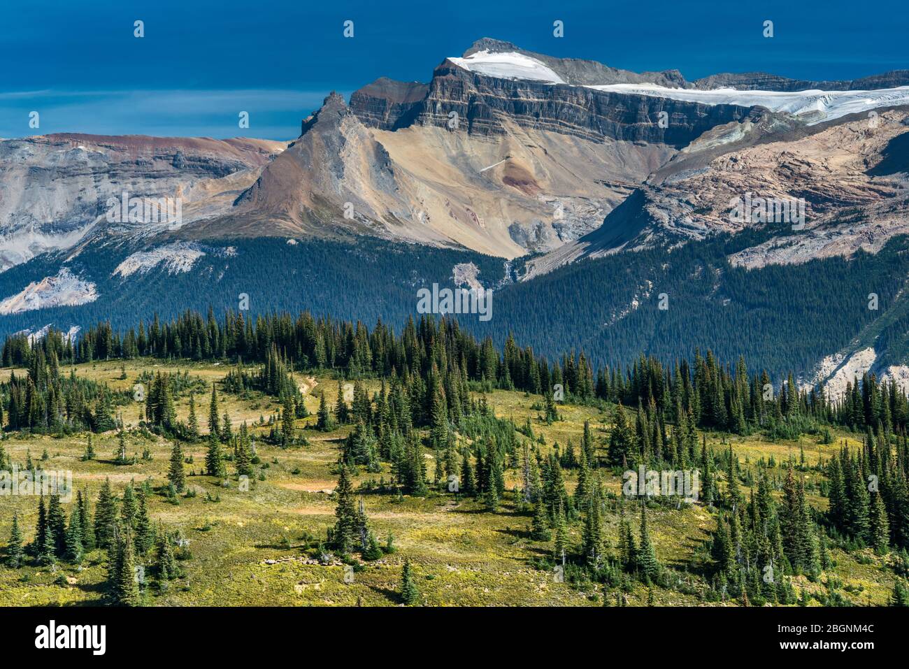 Waputik Range over Yoho Valley, Mt Balfour, Mt Gordon on left, Iceline Trail at tree line, Canadian Rockies, Yoho Natl Park, British Columbia, Canada Stock Photo