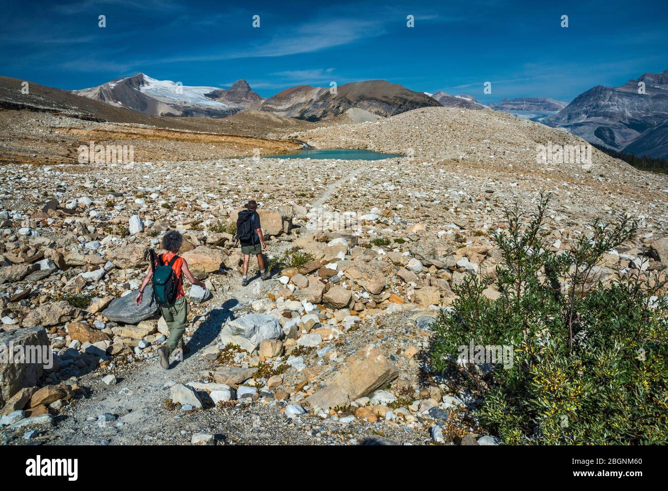 Hikers on Iceline Trail, Glacier des Poilus in far distance, Canadian Rockies, Yoho National Park, British Columbia, Canada Stock Photo