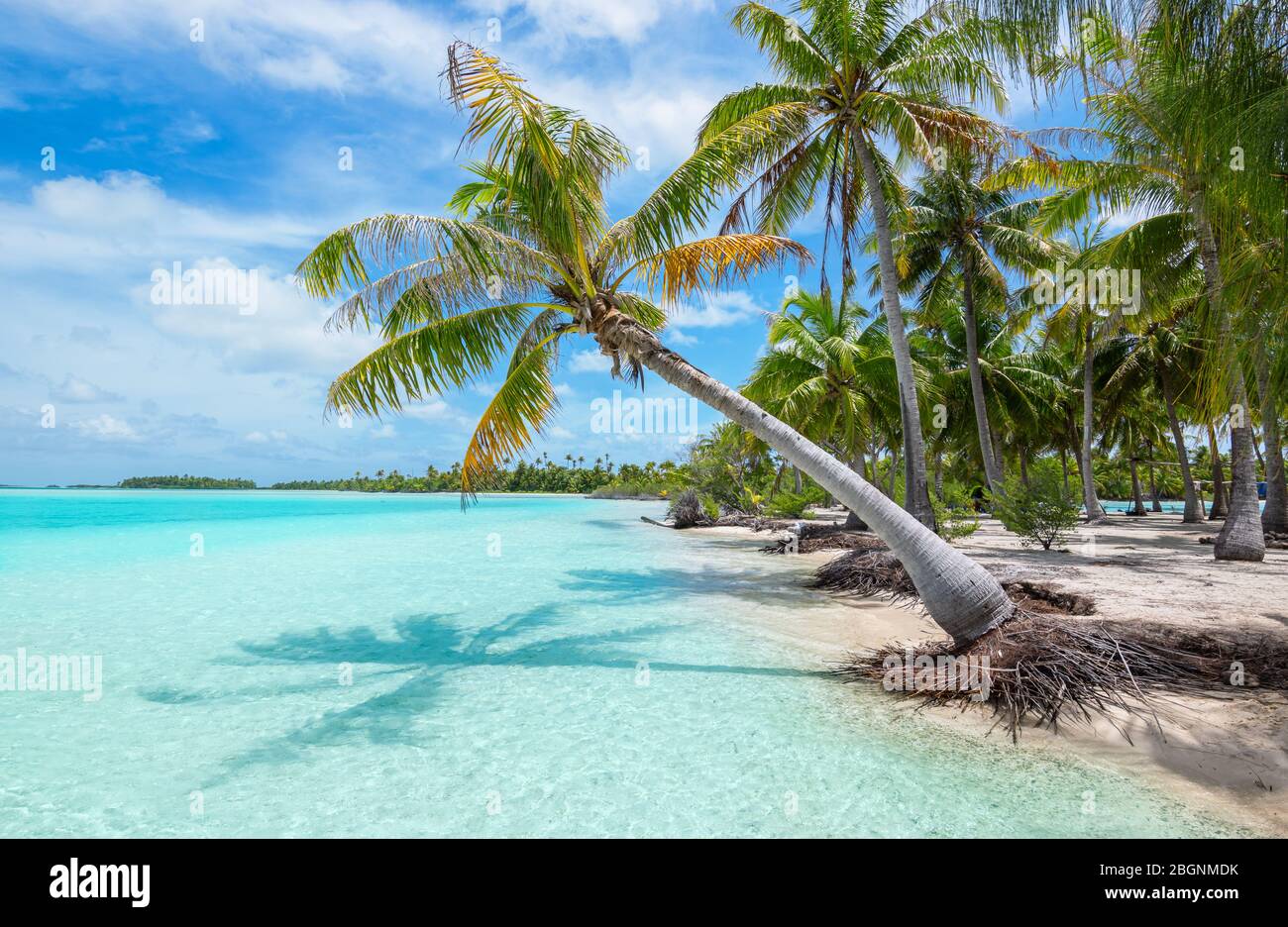 Tropical palm tree and beach paradise of Fakarava Island, French Polynesia. Stock Photo
