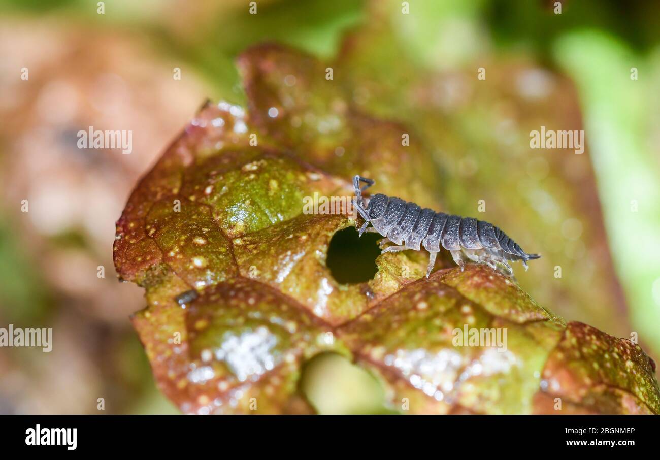 Woodlouse High Resolution Stock Photography and Images Alamy