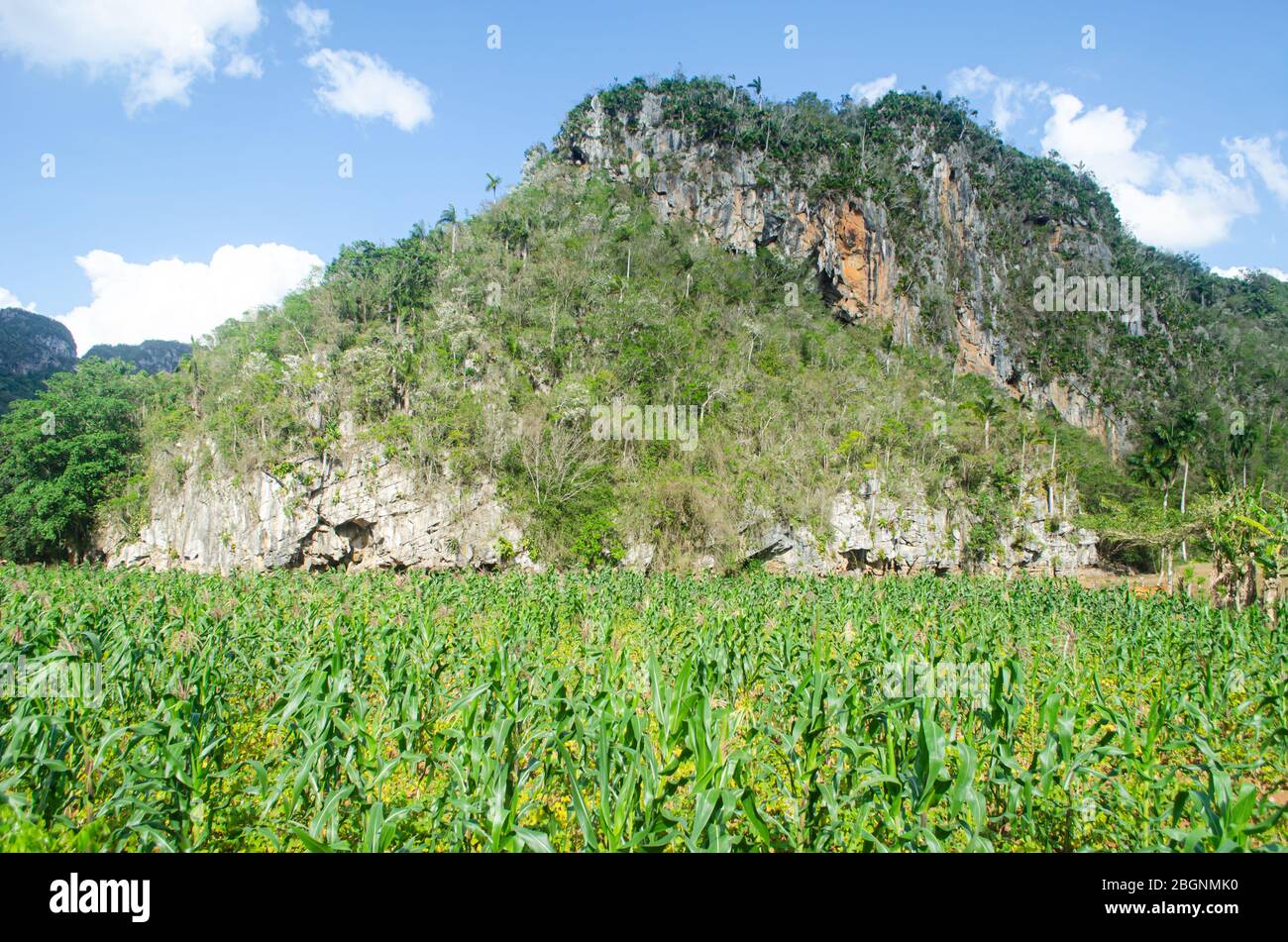 Corn field in Vinales Valley Stock Photo