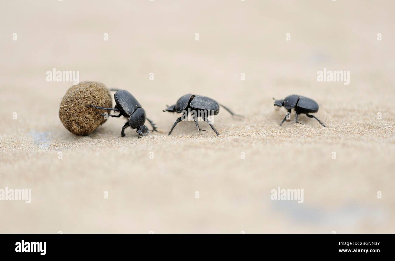dung beetles on beach sand fighting for ball Stock Photo