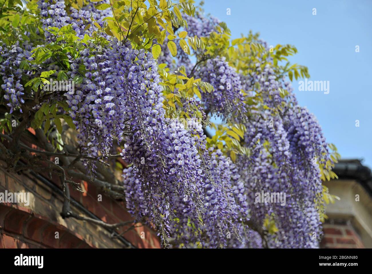 Purple Wisteria flowers against a blue sky, London, England. Stock Photo