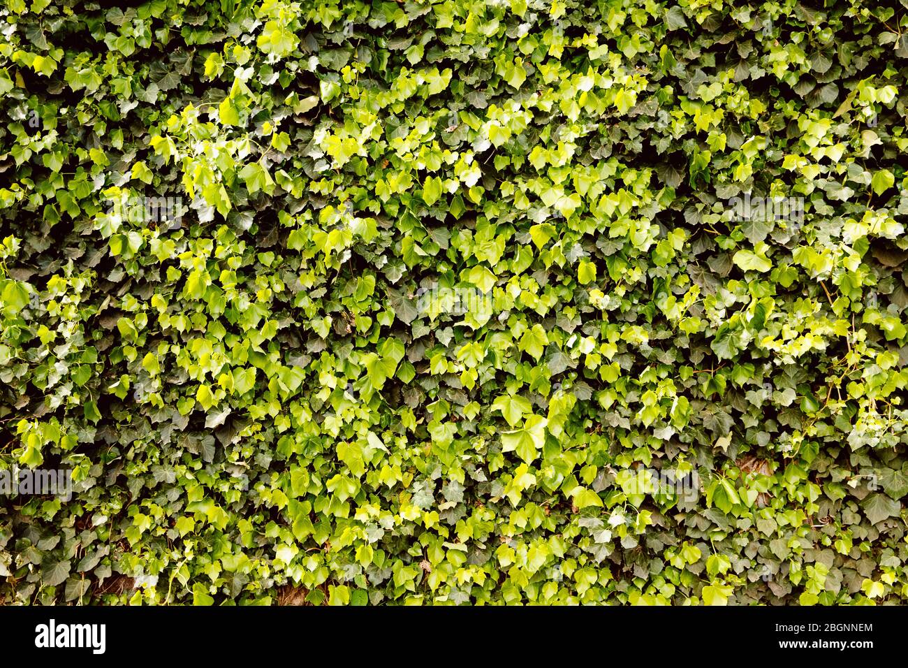 Green hedge leaves wall background natural texture Stock Photo - Alamy