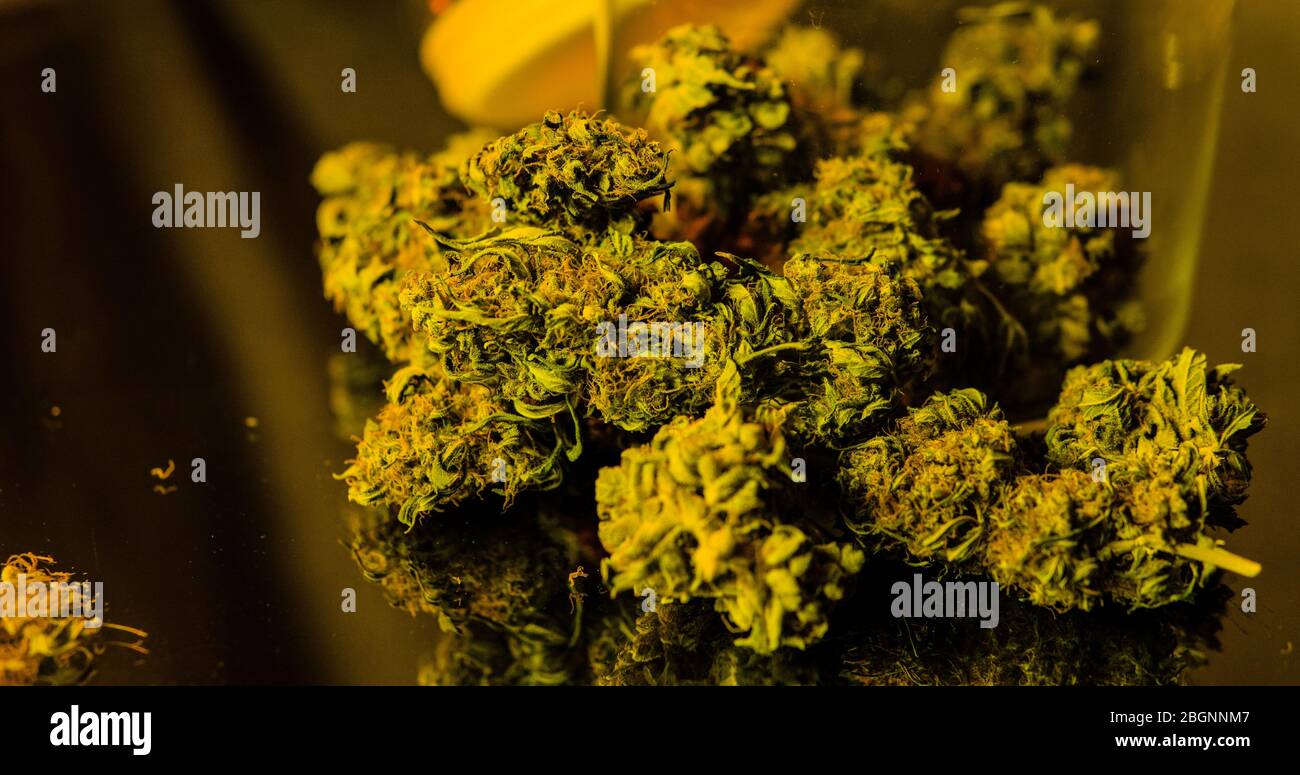 checking fresh marijuana buds in male hands Stock Photo - Alamy