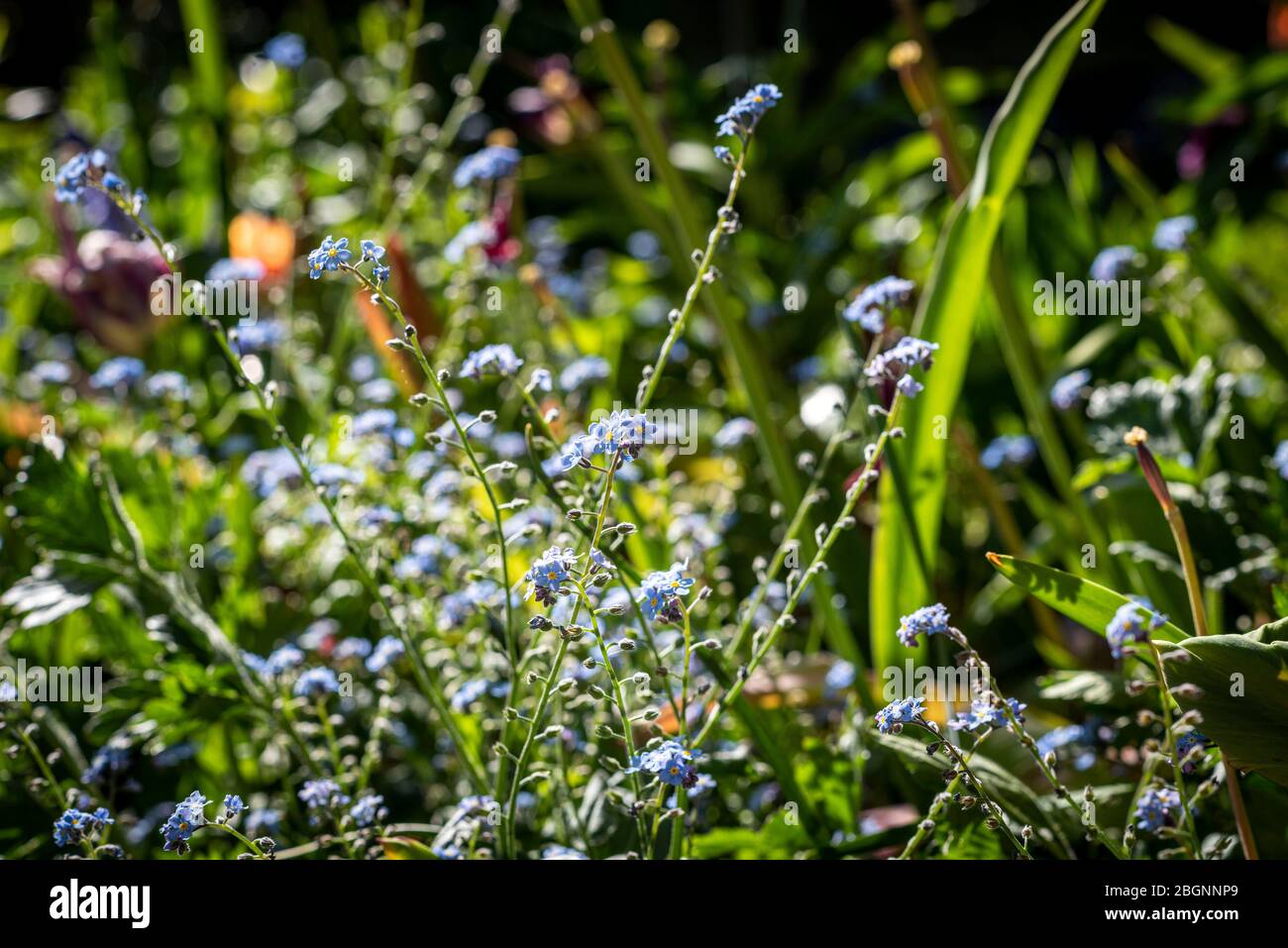 Forget Me Nots Growing in the sunshine, England. Stock Photo