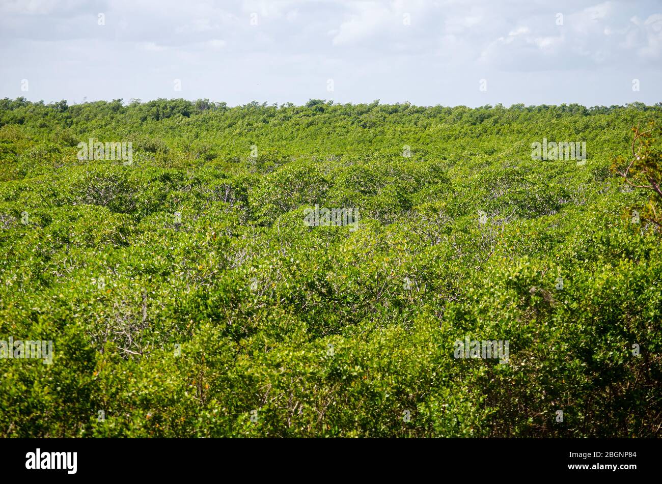 Mangrove forest in Varadero Peninsula in Cuba Stock Photo
