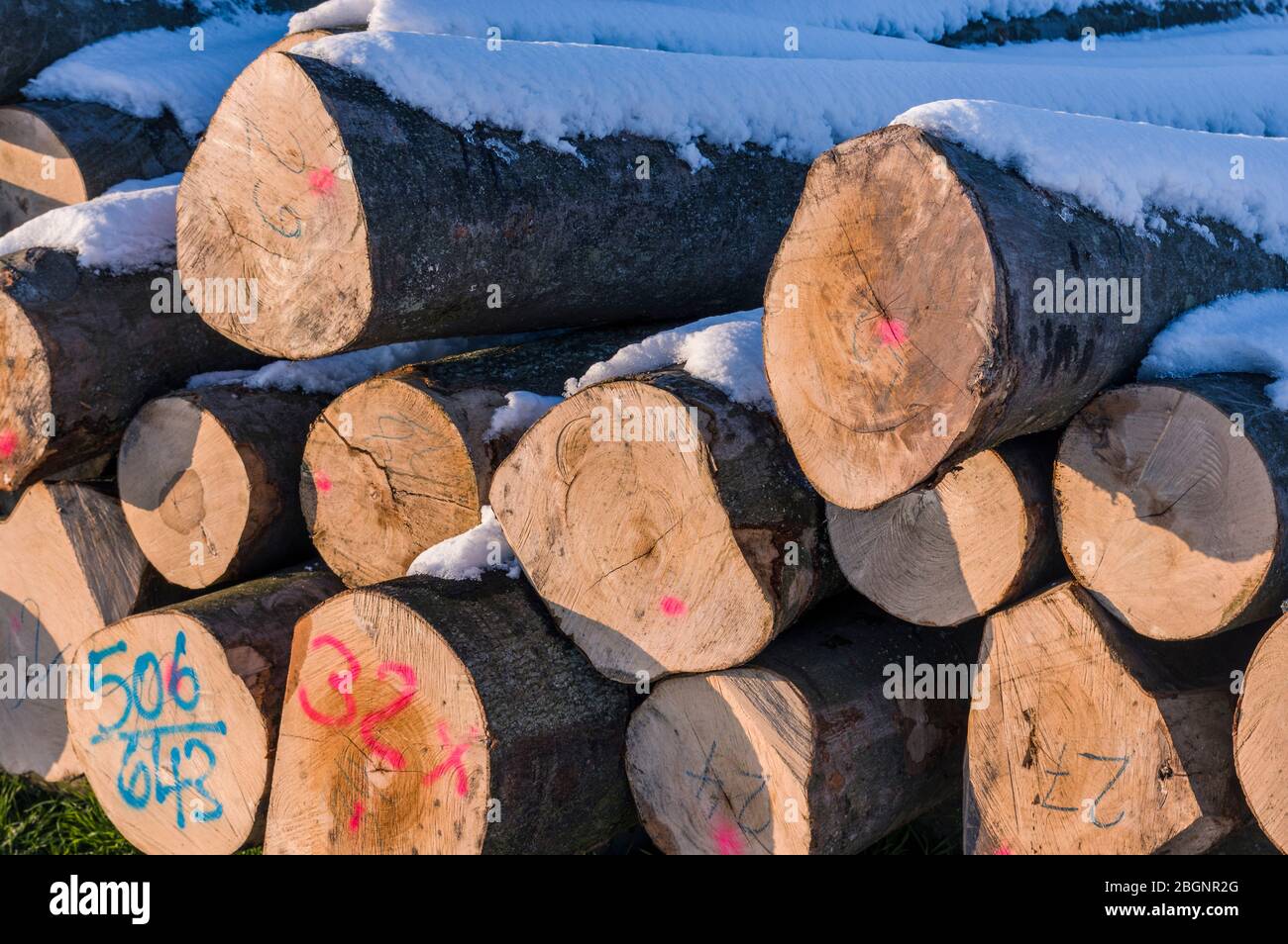 Polter stacked felled tree trunks in winter. Cross section with markings, snow, bright sunshine for timber industry Stock Photo