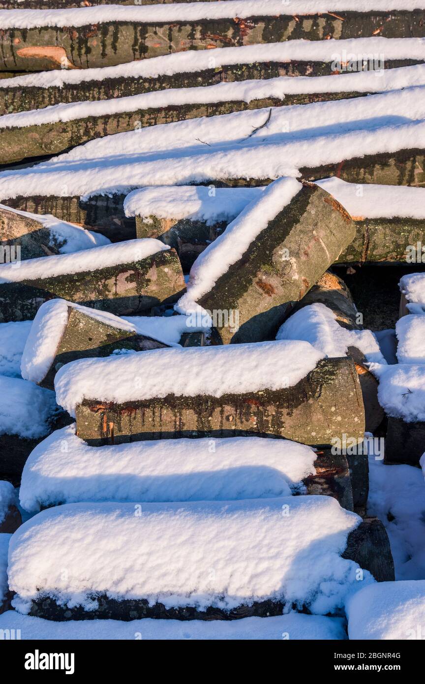 Polter stacked felled tree trunks in winter with snow, bright sunshine for timber industry Stock Photo
