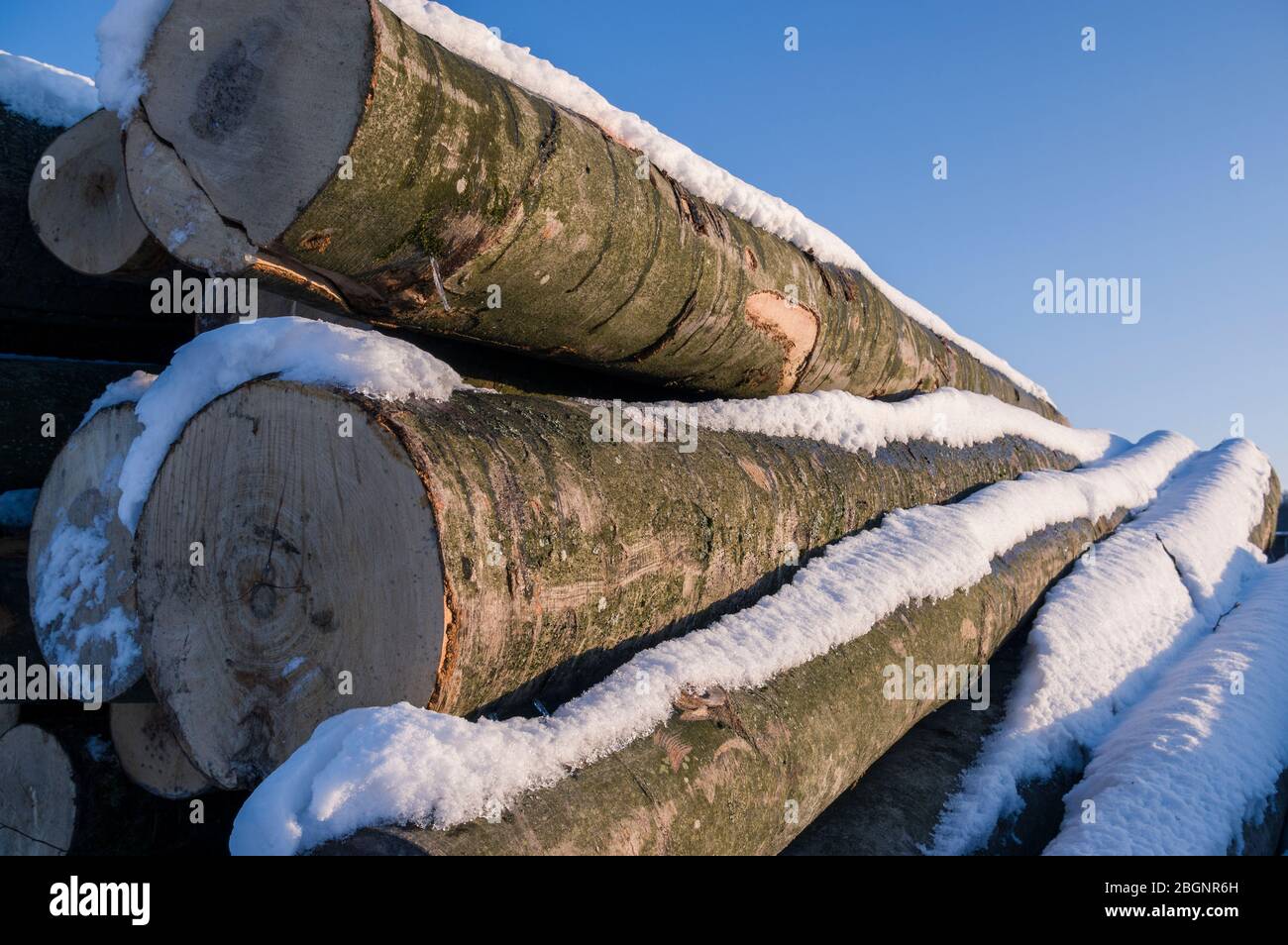 Polter stacked felled tree trunks in winter with snow, bright sunshine for timber industry Stock Photo