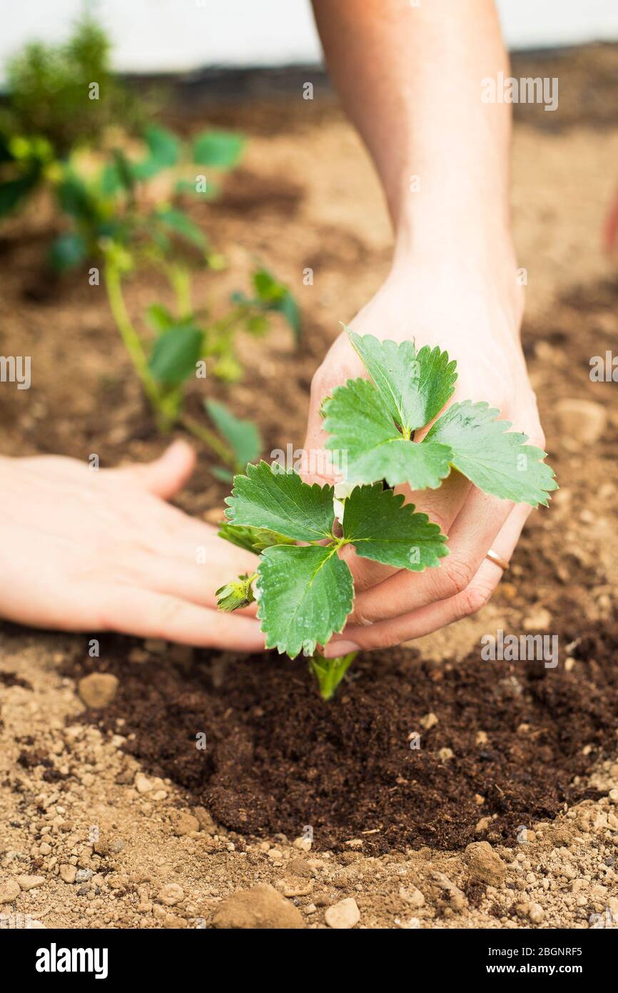 Male hands placing a strawberry plant in the ground. Close-up. Lockdown activity idea during covid-19 pandemic. Vertical shot. Stock Photo