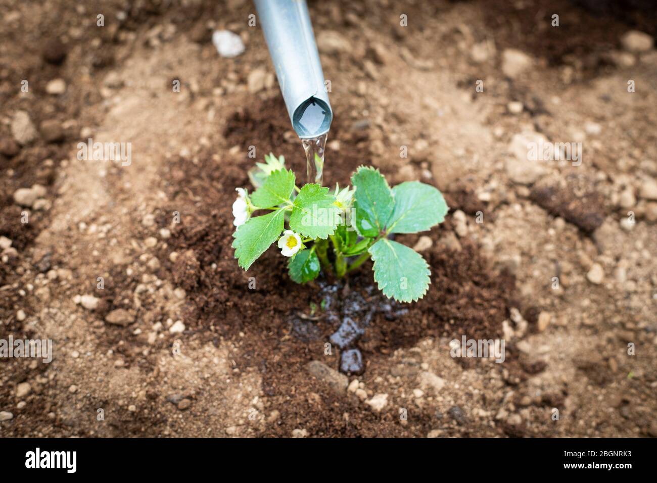 Using a tin watering can on a small strawberry plant. Self-growing fruits and plants in home garden is a good activity idea during covid-19 pandemic l Stock Photo