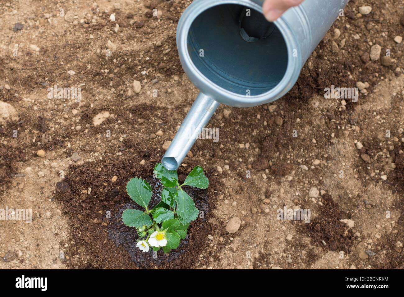 Hand using a tin watering can on a small strawberry plant. Self-growing fruits and plants in home garden is a good activity idea during covid-19 pande Stock Photo