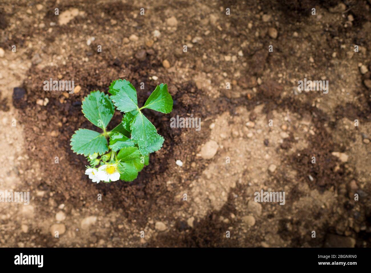 A small strawberry plant in wet ground, aerial top view. Home-growing vegetables and fruit is a nice activity idea during covid-19 lockdown pandemic. Stock Photo