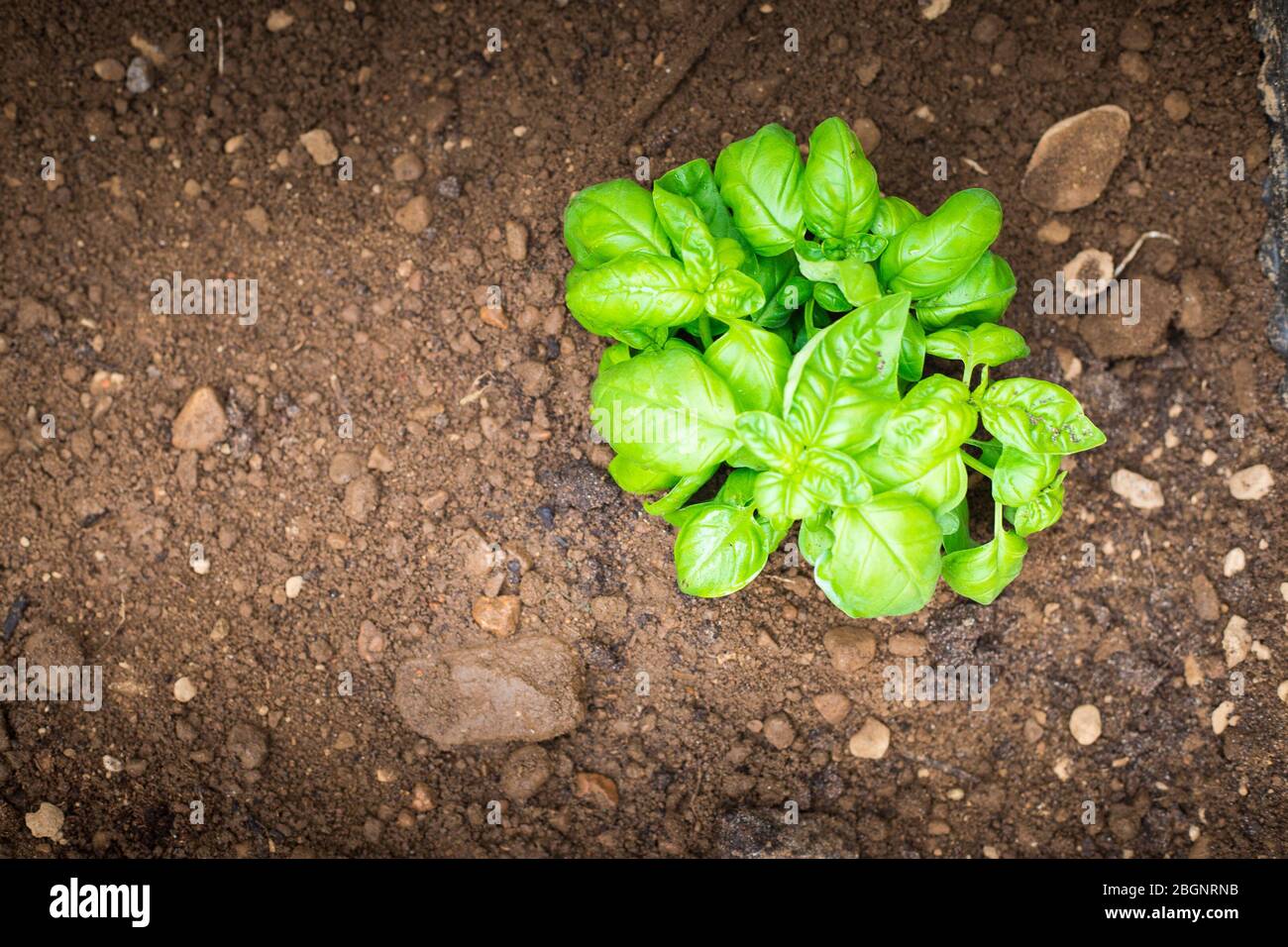 A small basil plant in wet ground, aerial top view. Home-growing vegetables and fruit is a nice activity idea during covid-19 lockdown pandemic. Wallp Stock Photo