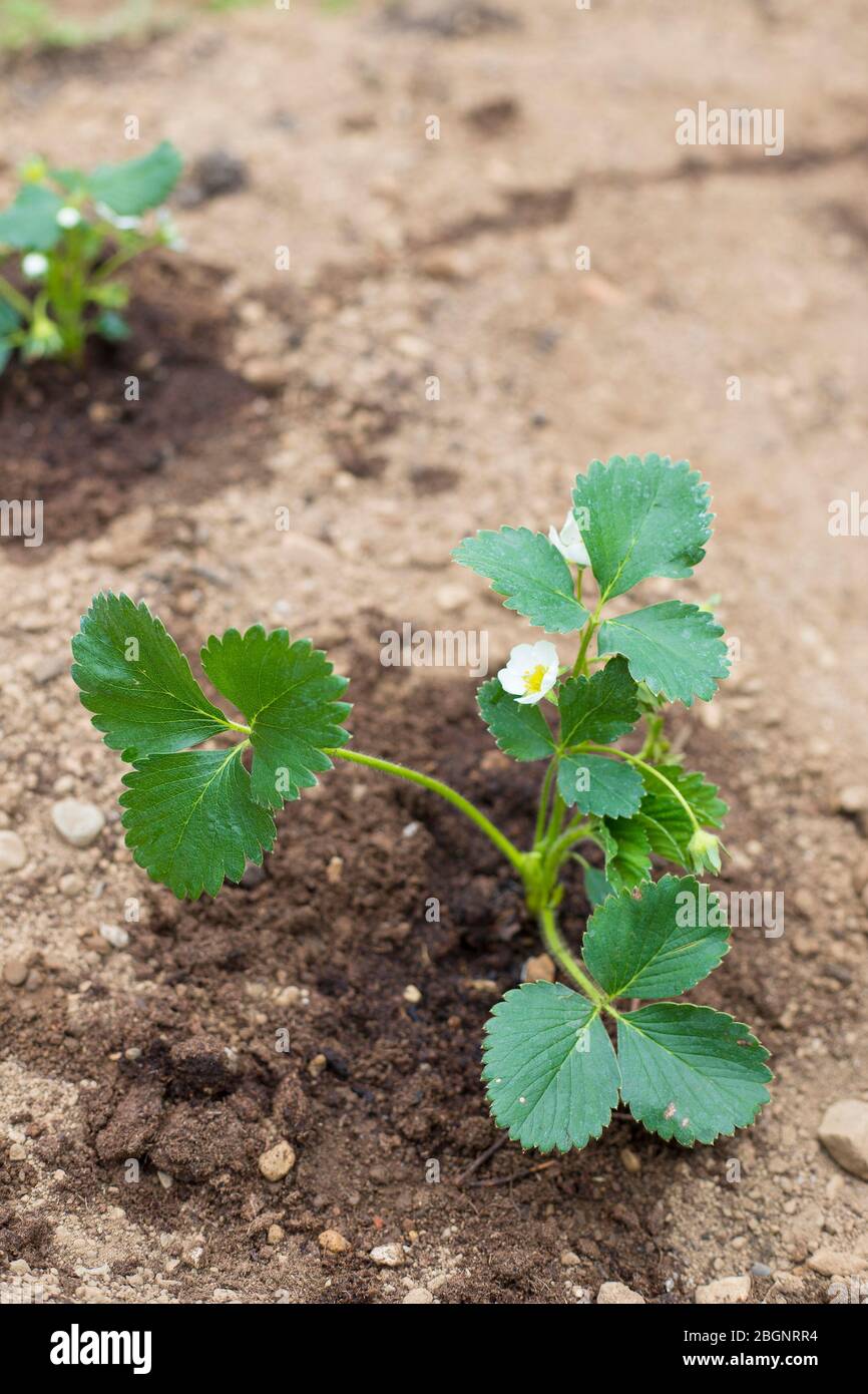 A small strawberry plant in wet ground, vertical shot. Home-growing ...