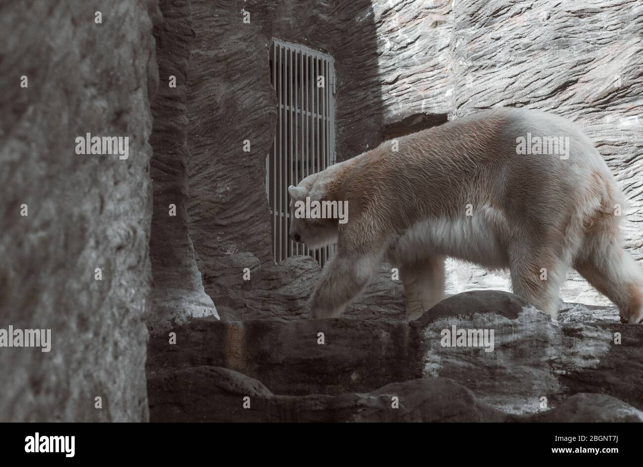 white bear walking on stone in a zoo Stock Photo