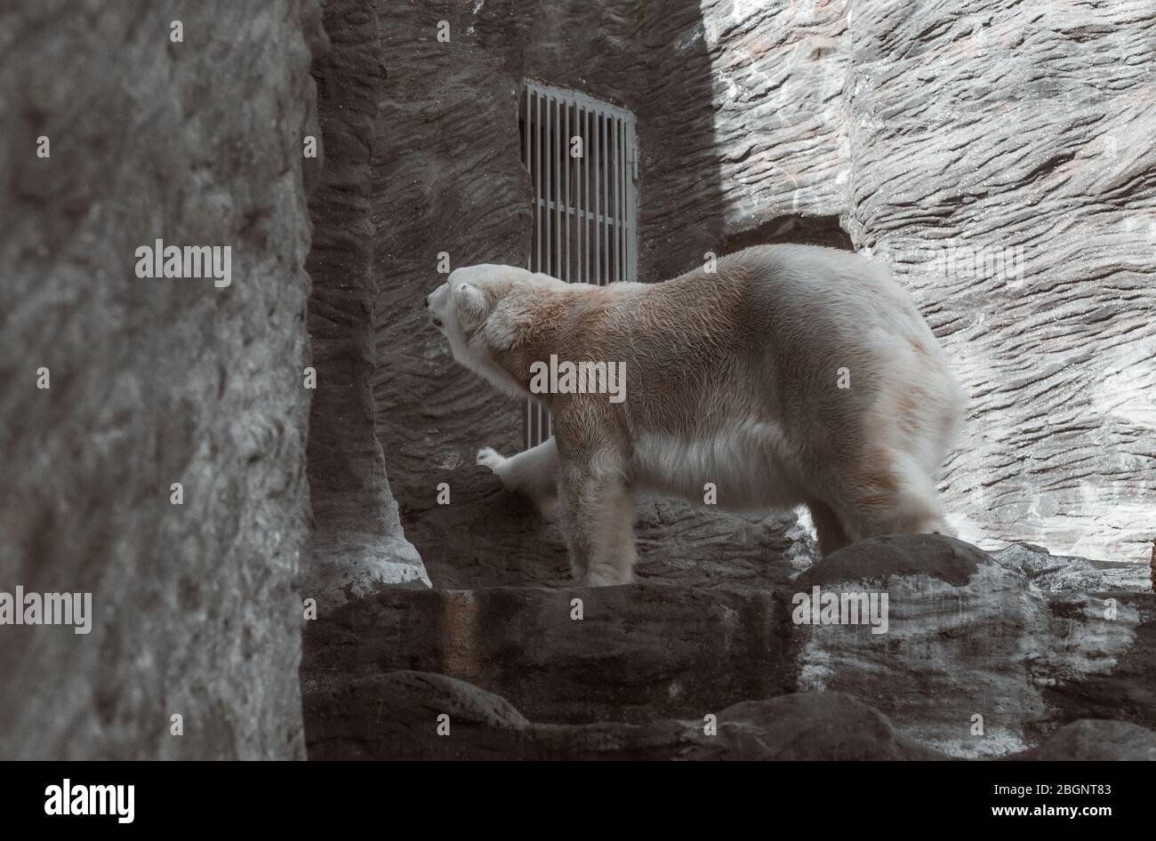 white bear walking on stone in a zoo Stock Photo