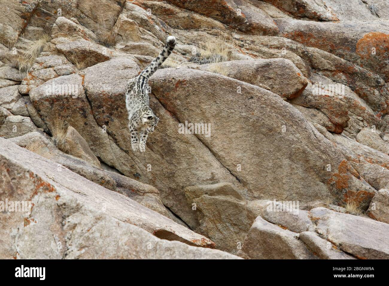 Snow Leopard (Panthera uncia) in the wild in Ladakh India during winter. Stock Photo