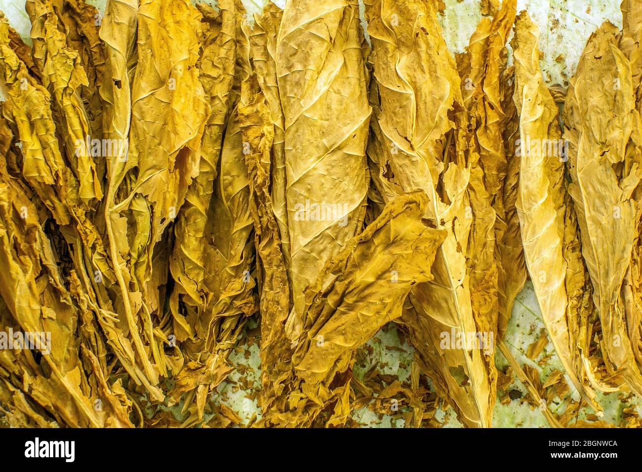 tobacco leaf during curing process. drying of tobacco fermentation