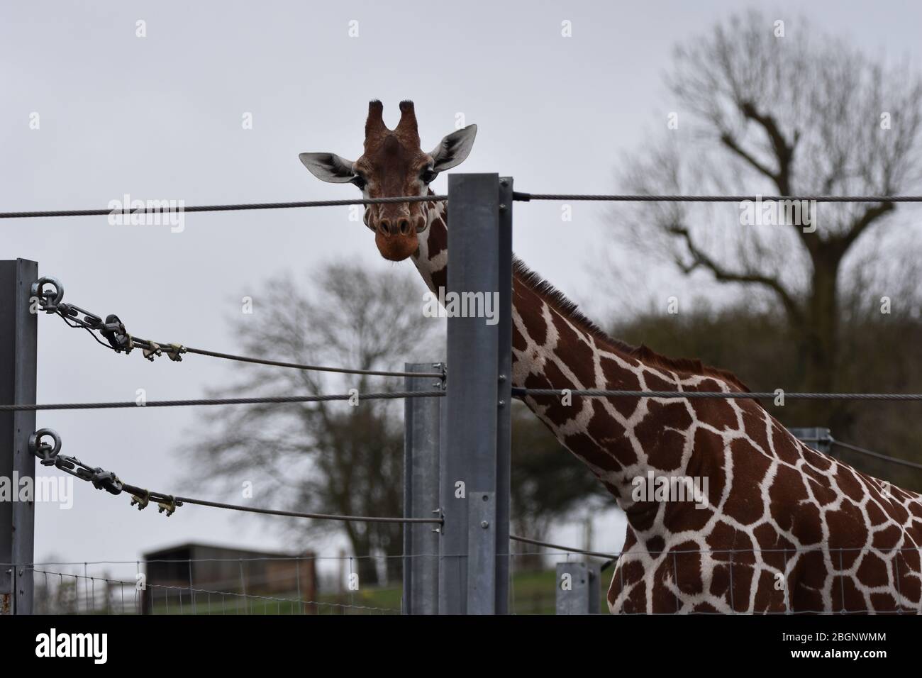 A Giraffe at Noah's Ark Zoo Farm, Bristol Stock Photo