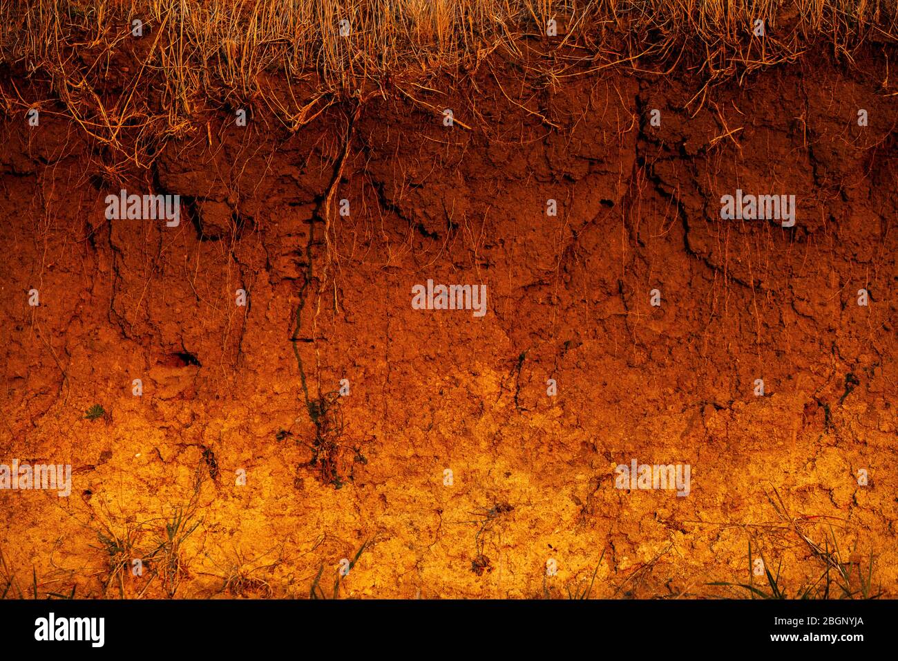 Soil Layers Grass Cross Section High Resolution Stock Photography and ...