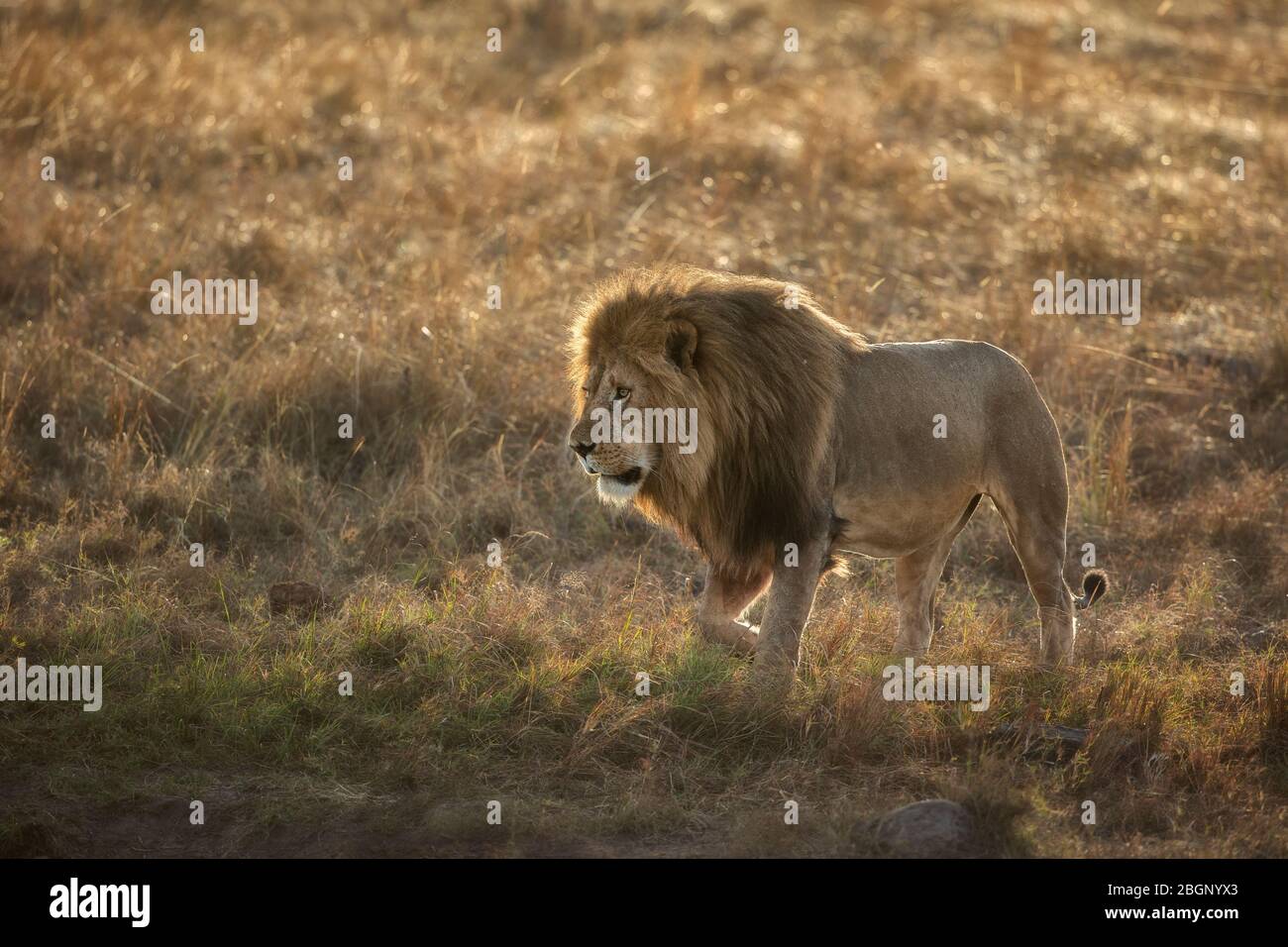 Masai mara lion hi-res stock photography and images - Alamy