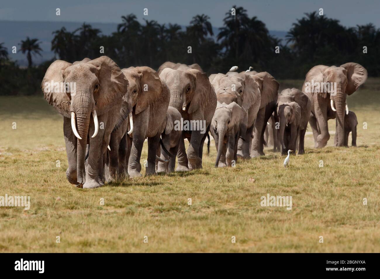 A breeding herd of african elephant making its way through Amboseli National Park, Kenya. Led by the matriarch. Stock Photo