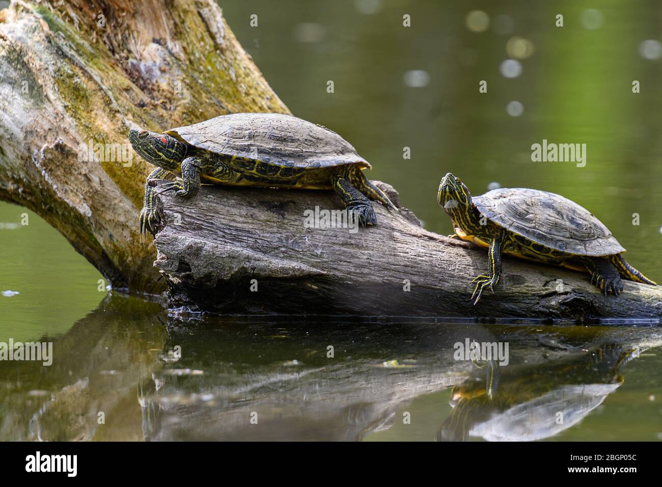 Red Eared Terrapin Turtles AKA Pond slider - Trachemys scripta elegans Stock Photo